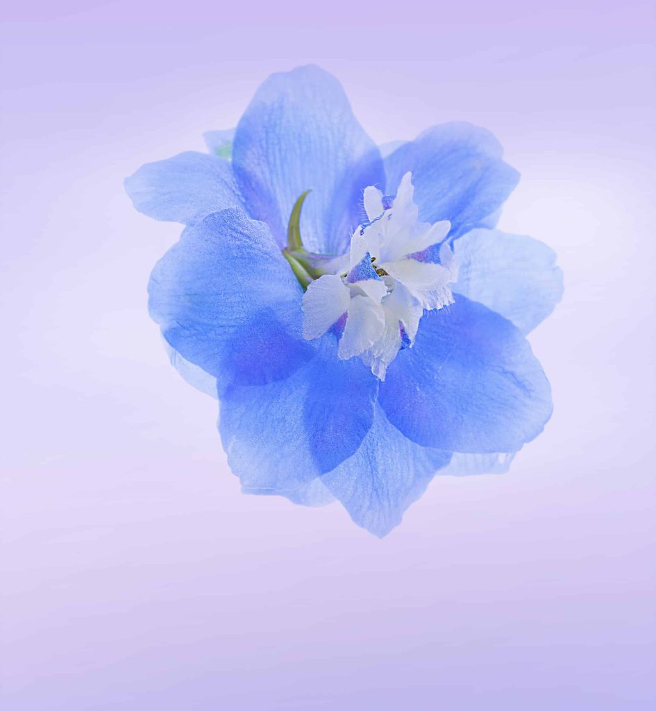Honor Play Wallpapers
